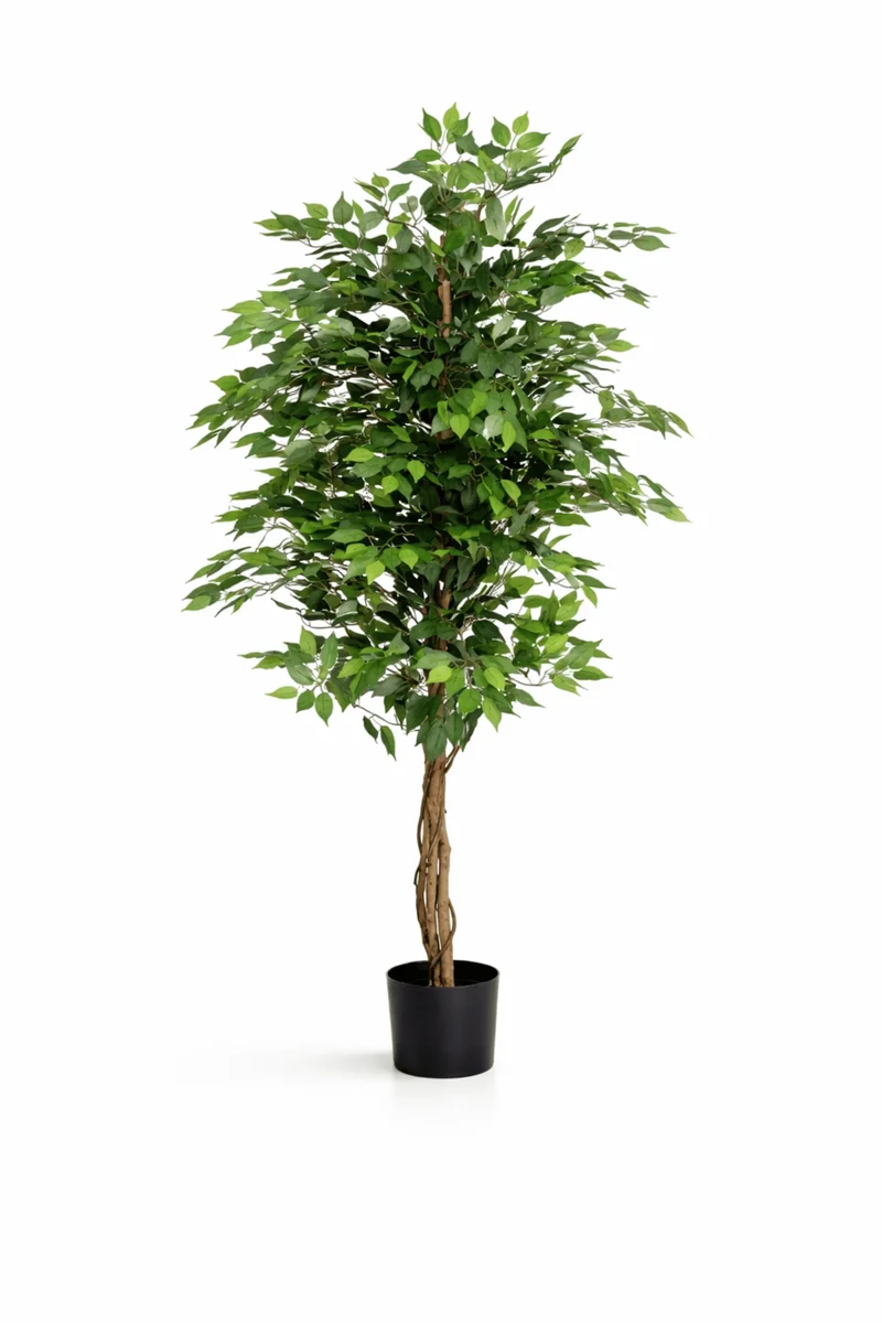 Ficus Benjamina künstlich, H: 180cm