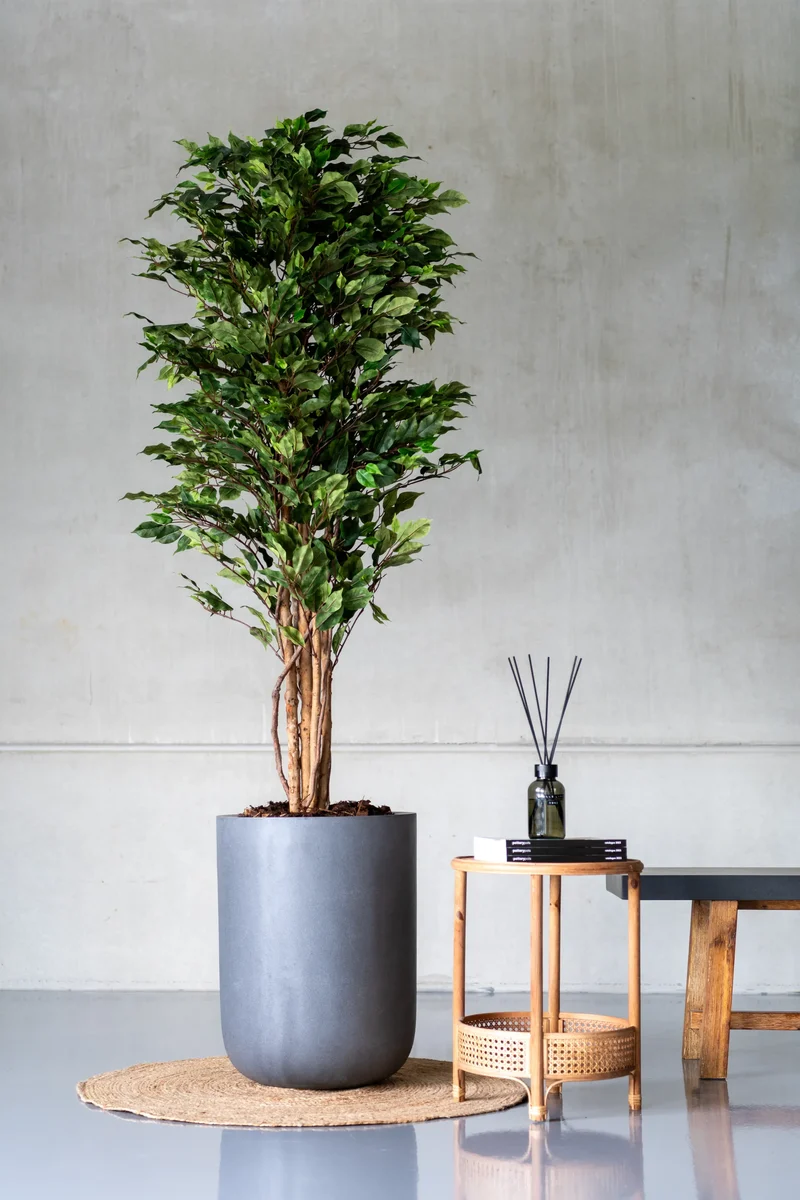 Ficus Benjamina künstlich, H: 150cm