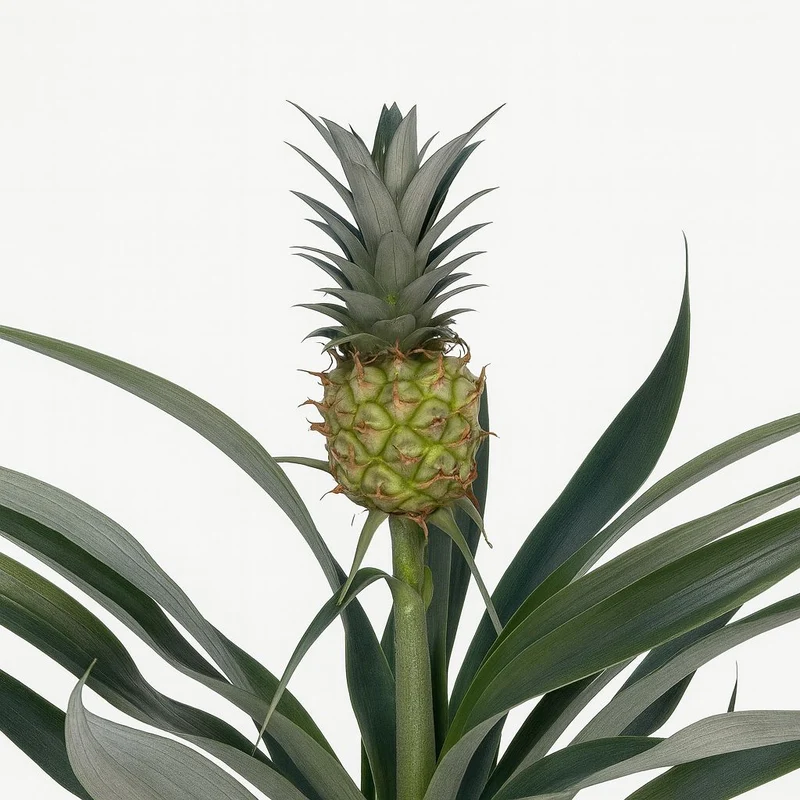 Bromelia Ananas