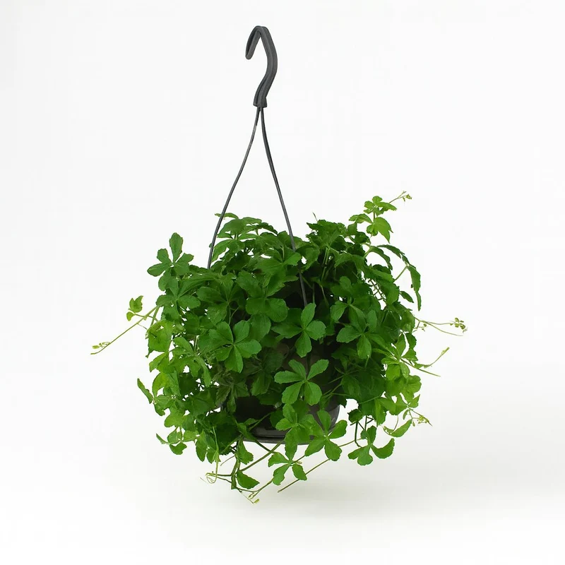Parthenocissus Striatha hängend