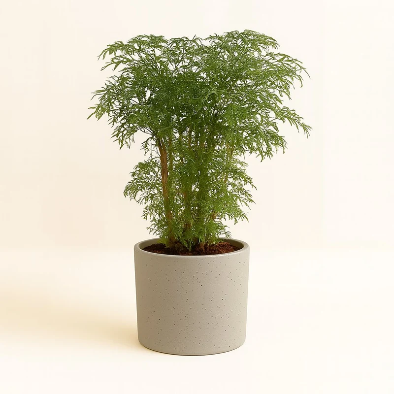 Polyscias Fruticosa