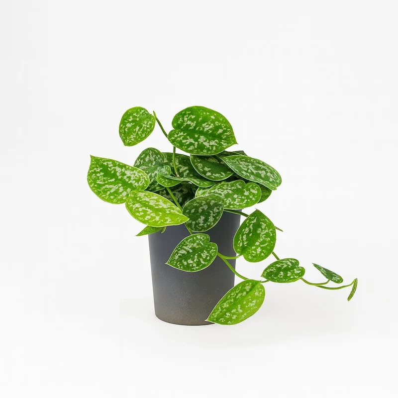 Scindapsus Pictus Argyraeus - 15cm