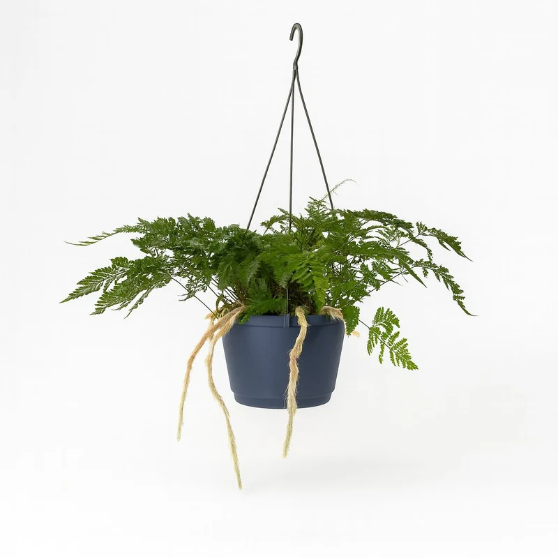 Humata Tyermannii
