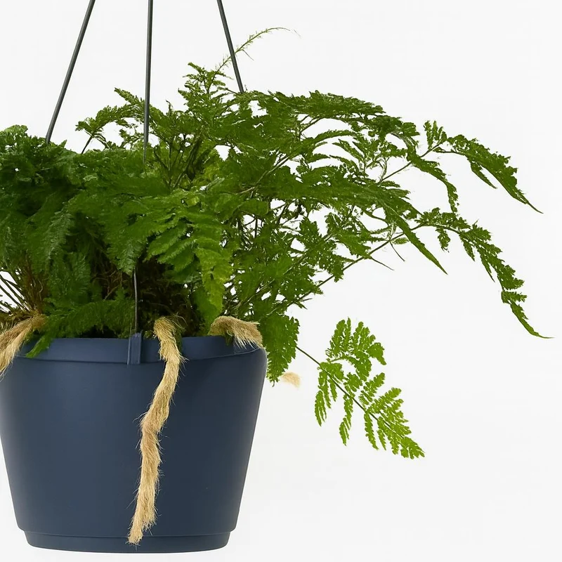 Humata Tyermannii