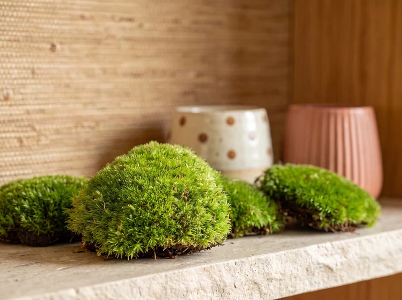 Live Cushion Moss - Premium Fresh Moss - Bun Moss - Pillow Moss - Leucobryum glaucum