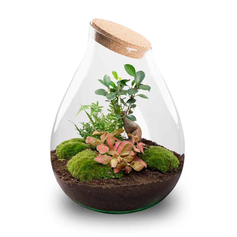 Drop XXL Bonsai - Terrarium with cork - Bottle garden DIY kit - Ø 34 cm ↑ 43 cm