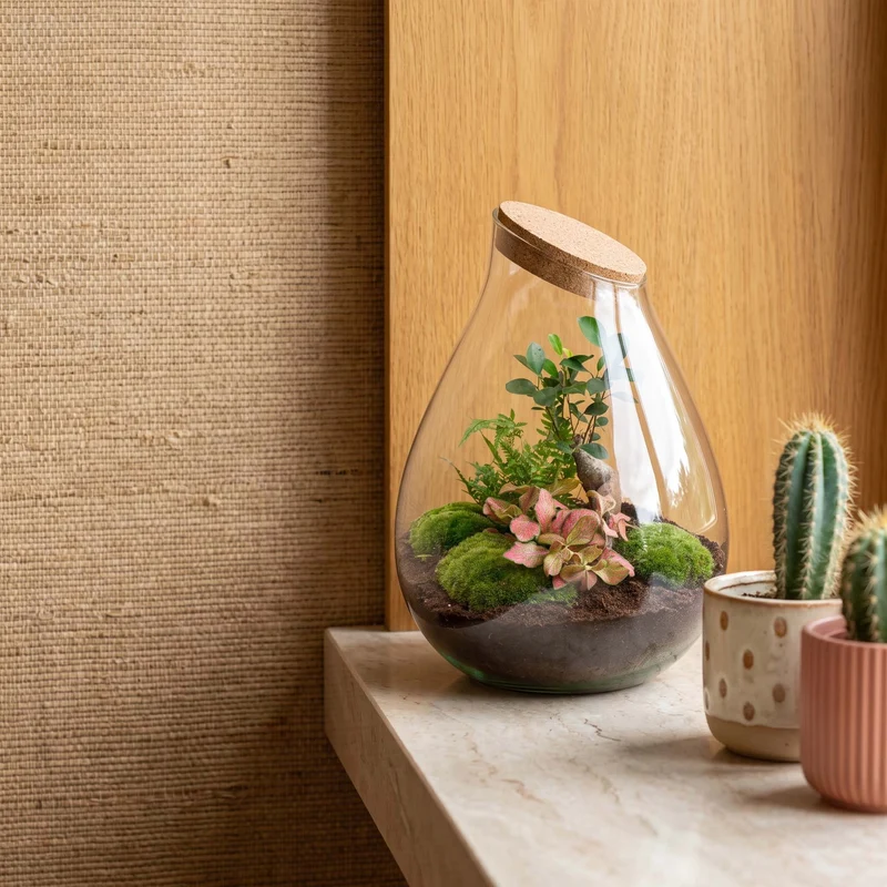 Drop XXL Bonsai - Terrarium with cork - Bottle garden DIY kit - Ø 34 cm ↑ 43 cm