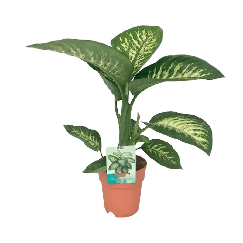Dieffenbachia Seguine Tropic Snow (Dumb Cane) ↑ 70 cm