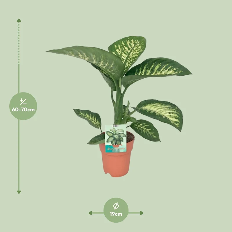 Dieffenbachia Seguine Tropic Snow (Dumb Cane) ↑ 70 cm