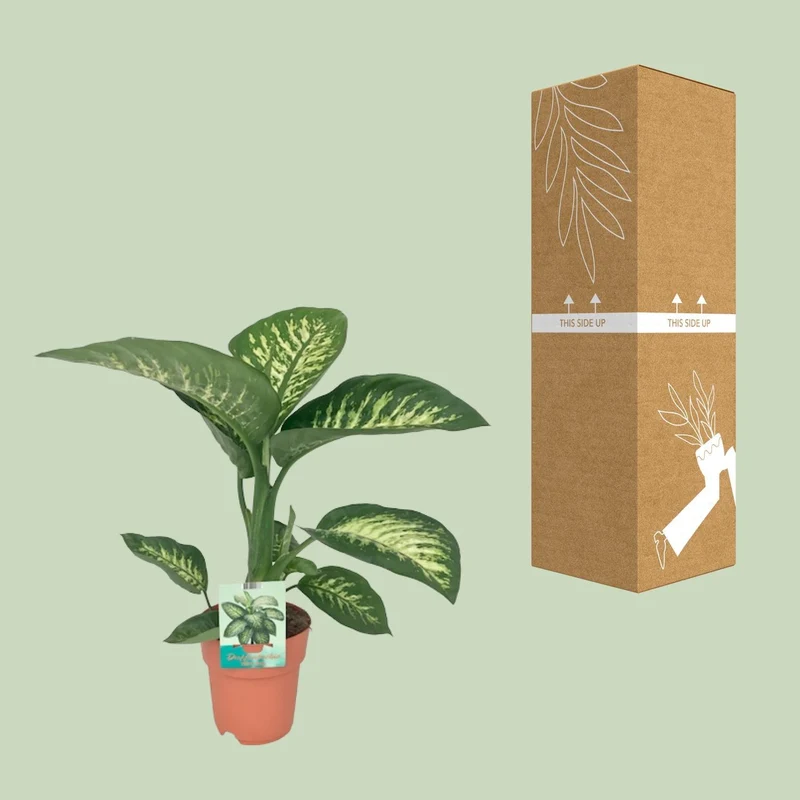 Dieffenbachia Seguine Tropic Snow (Dumb Cane) ↑ 70 cm