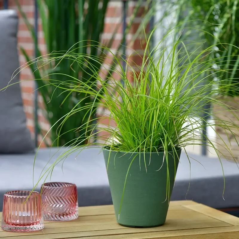 Carex Gras