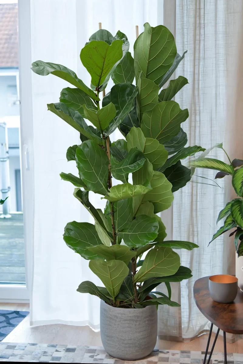 Premium XXL Geigenfeige, 140-150cm