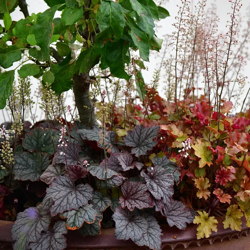 Heuchera Palace Purple