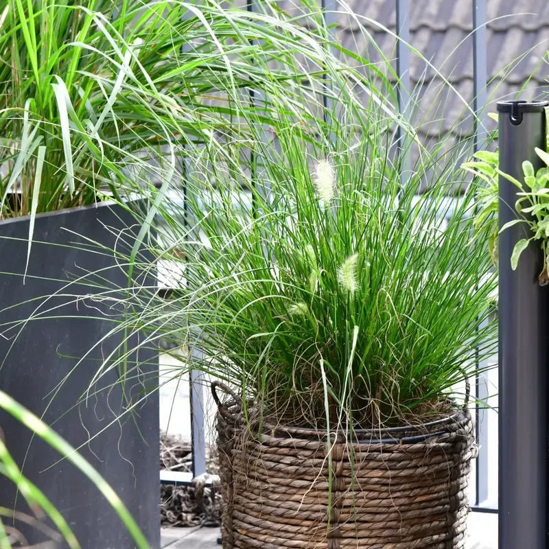 Pennisetum Hameln Gras in L mit Putzern