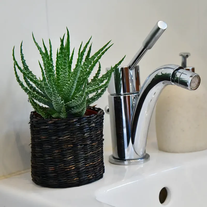 Babypflanzen Trio Badezimmer Aloevera