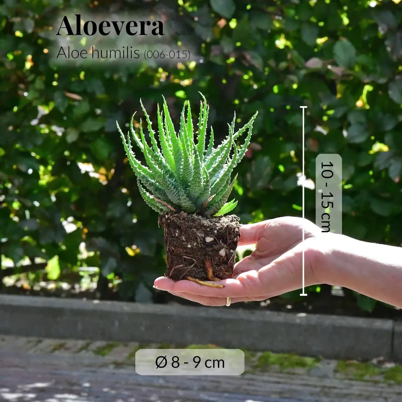 Babypflanzen Trio Badezimmer Aloevera