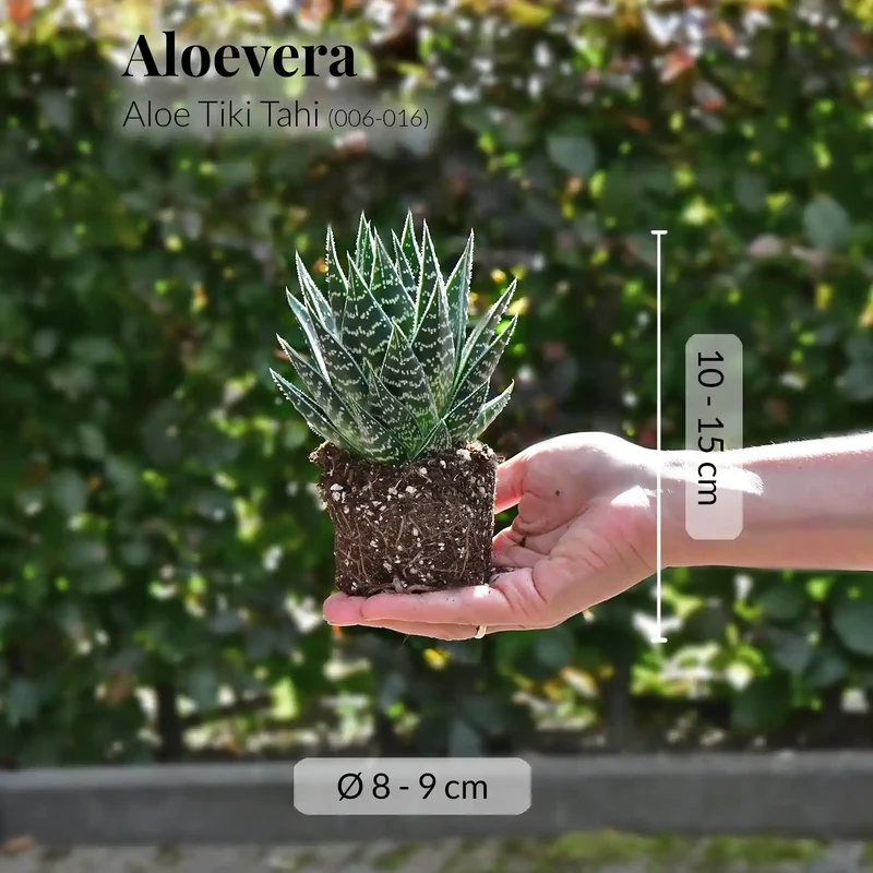Babypflanze Aloe Tiki Tahi