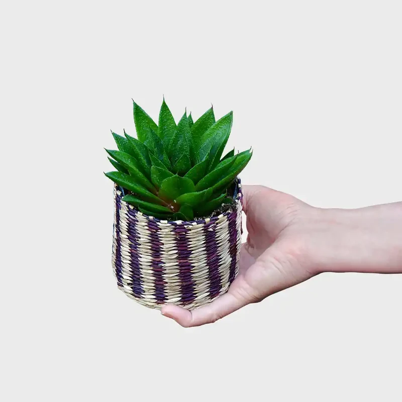 Babypflanze Aloe Cosmo