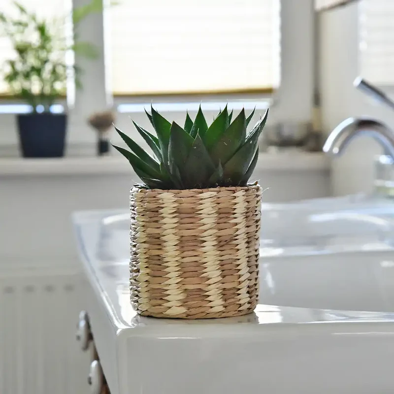 Babypflanze Aloe Cosmo