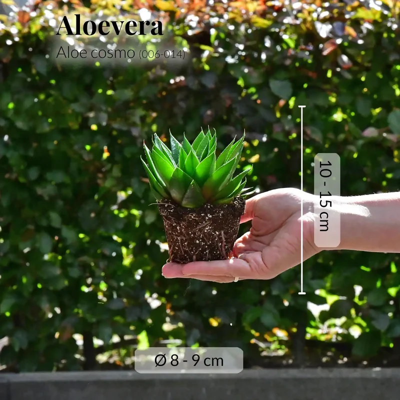 Babypflanzen Trio Badezimmer Aloevera