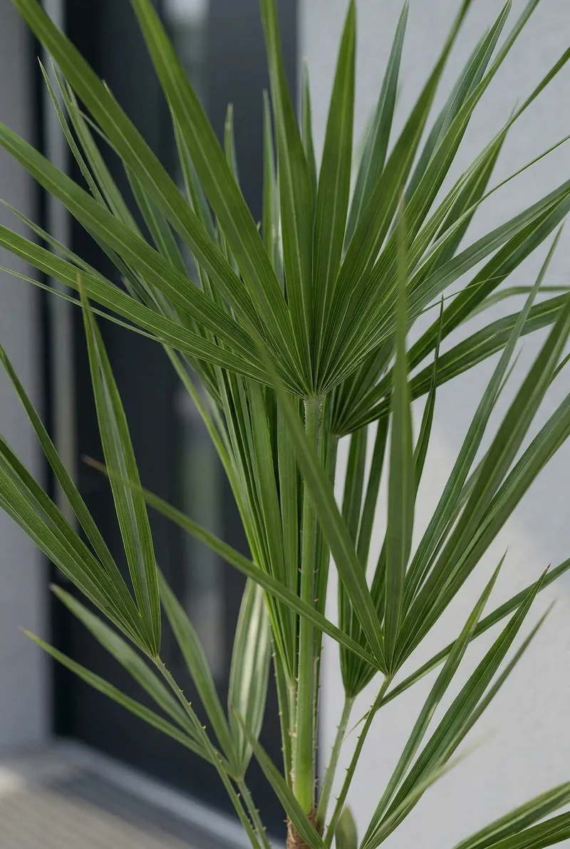 Zwergpalme - Chamaerops Humilis