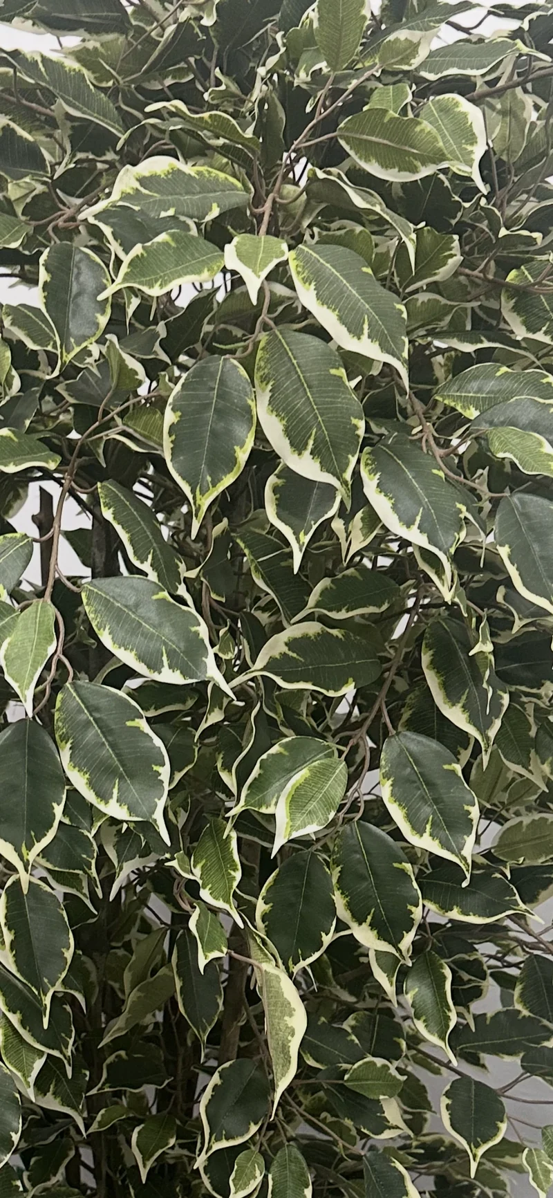 Künstlicher Ficus – Ravian | 120 cm