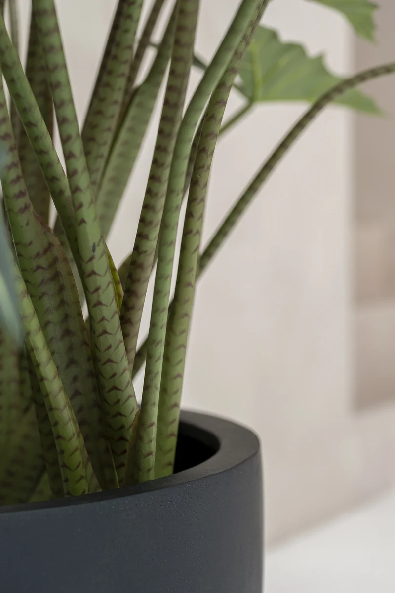 Alocasia Taro künstlich, H: 120cm
