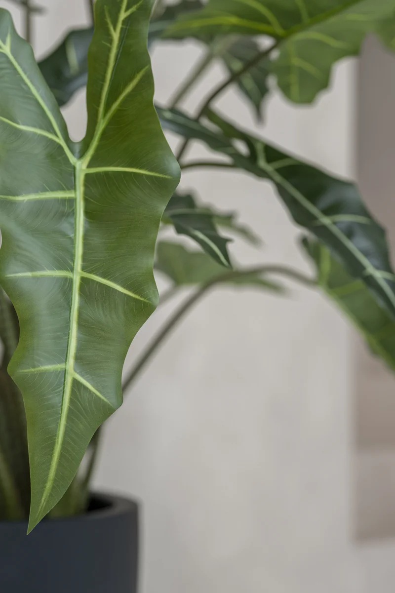 Alocasia Taro künstlich, H: 140cm