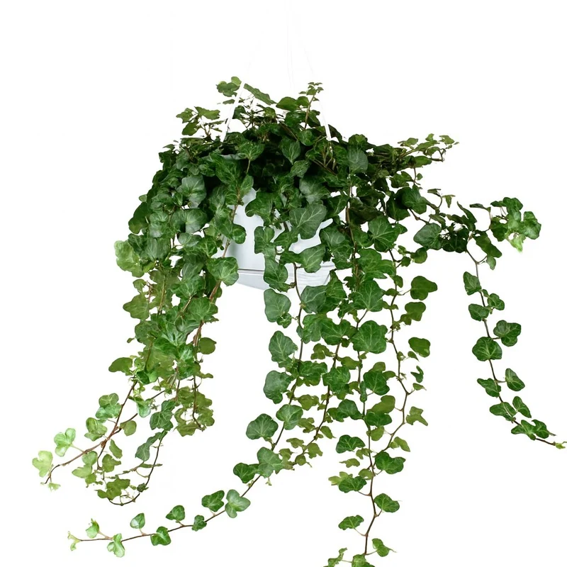 Hedera Wonder Green