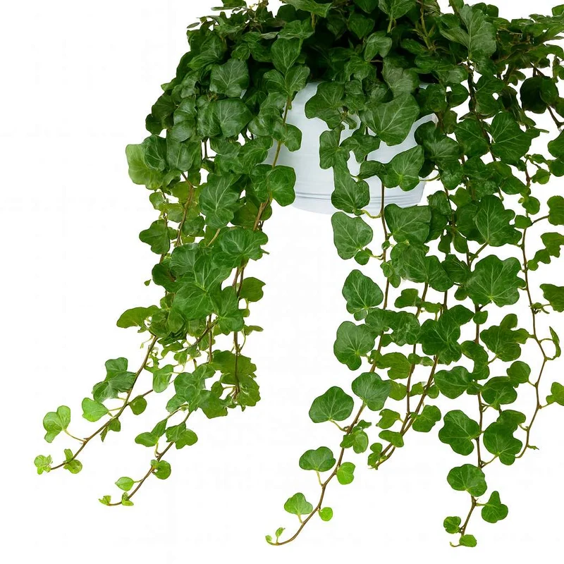 Hedera Wonder Green