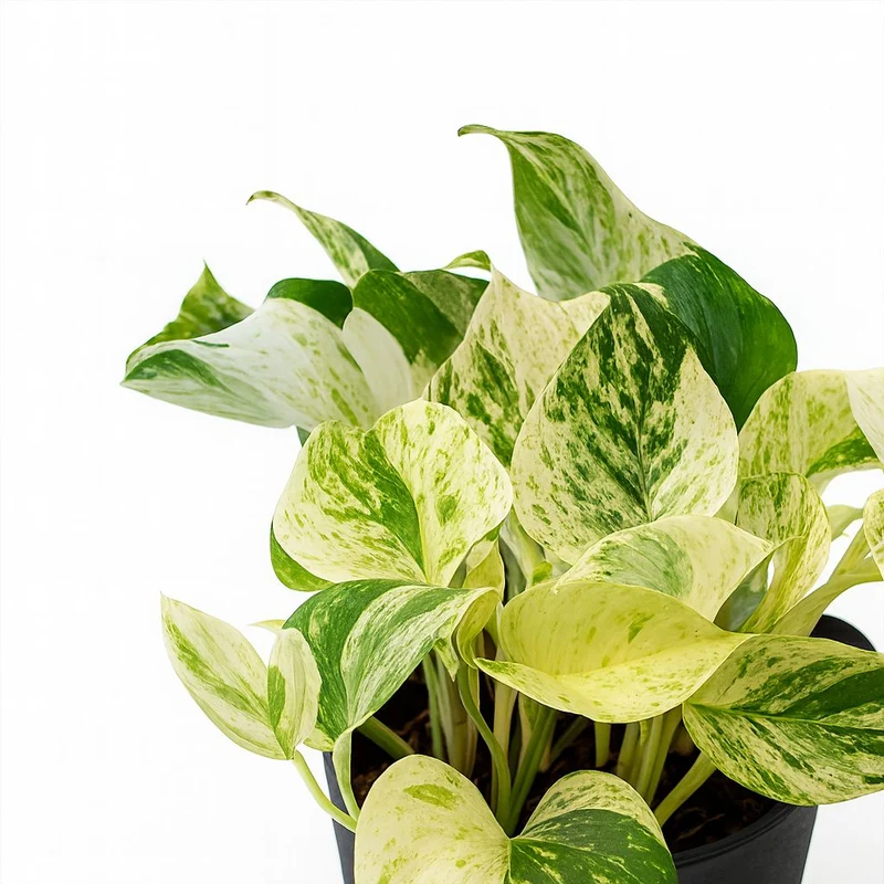Epipremnum Happy Leaf