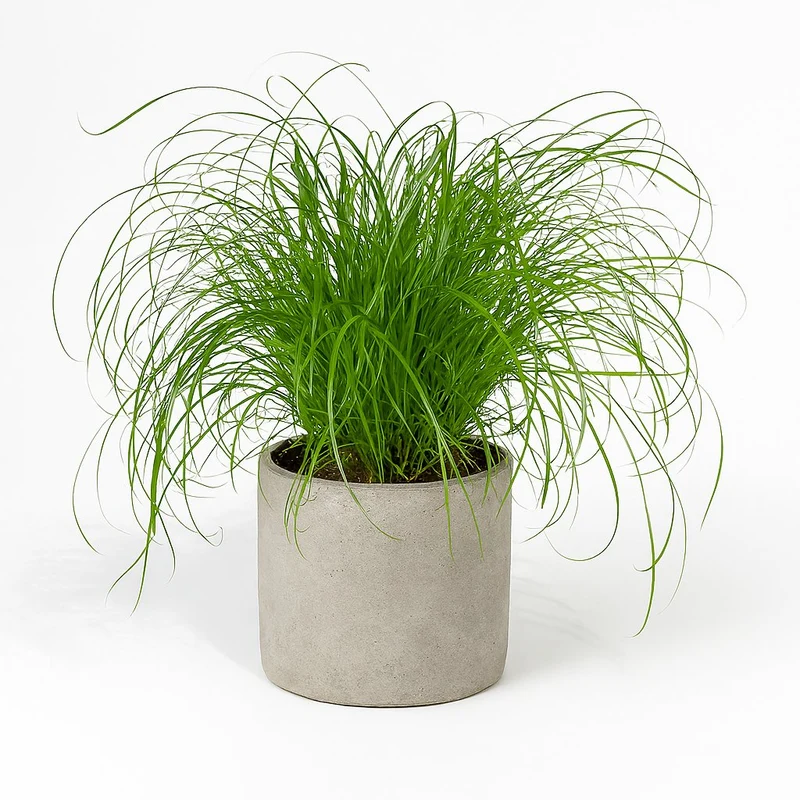 Cyperus Alternifolius - Katzengras