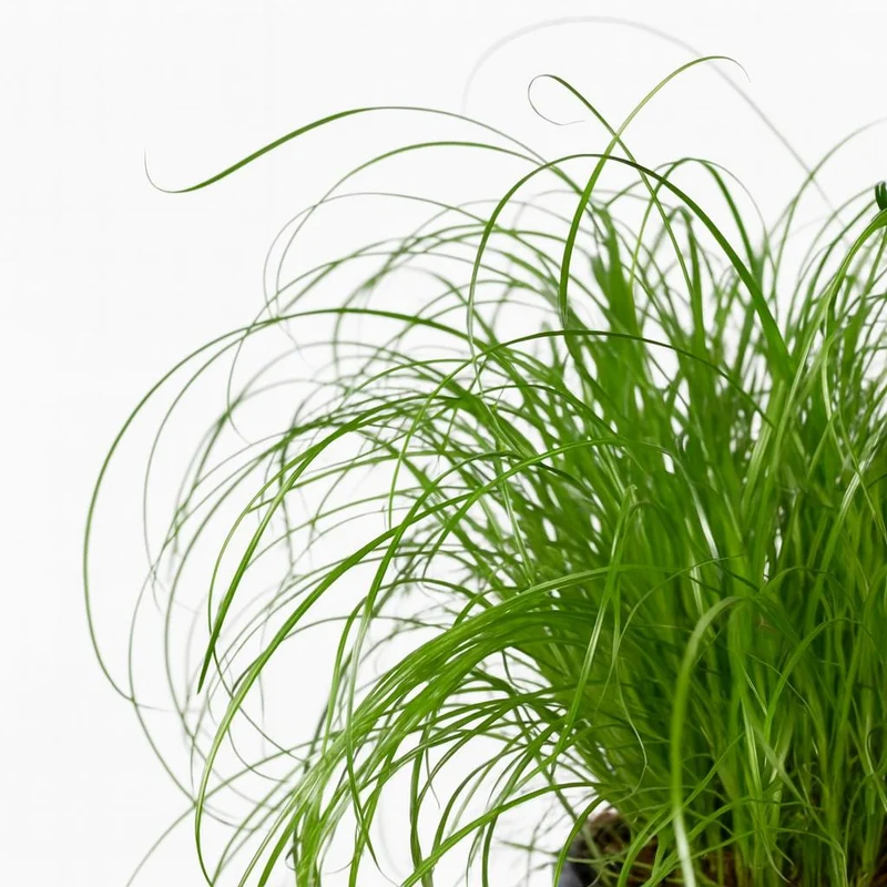 Cyperus Alternifolius - Katzengras