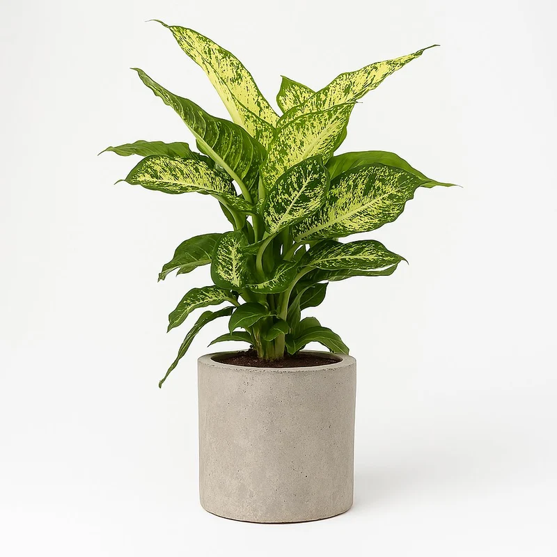 Dieffenbachia Mars