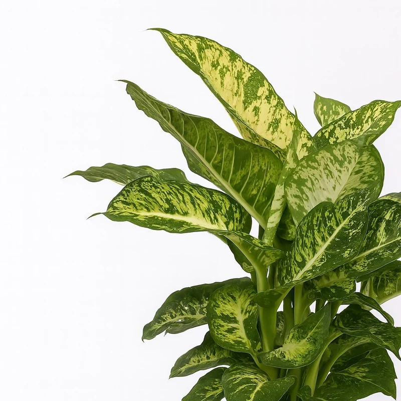 Dieffenbachia Mars