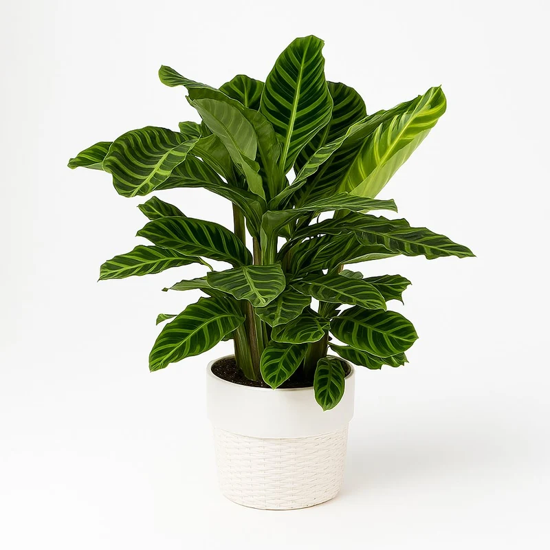 Calathea Zebrina