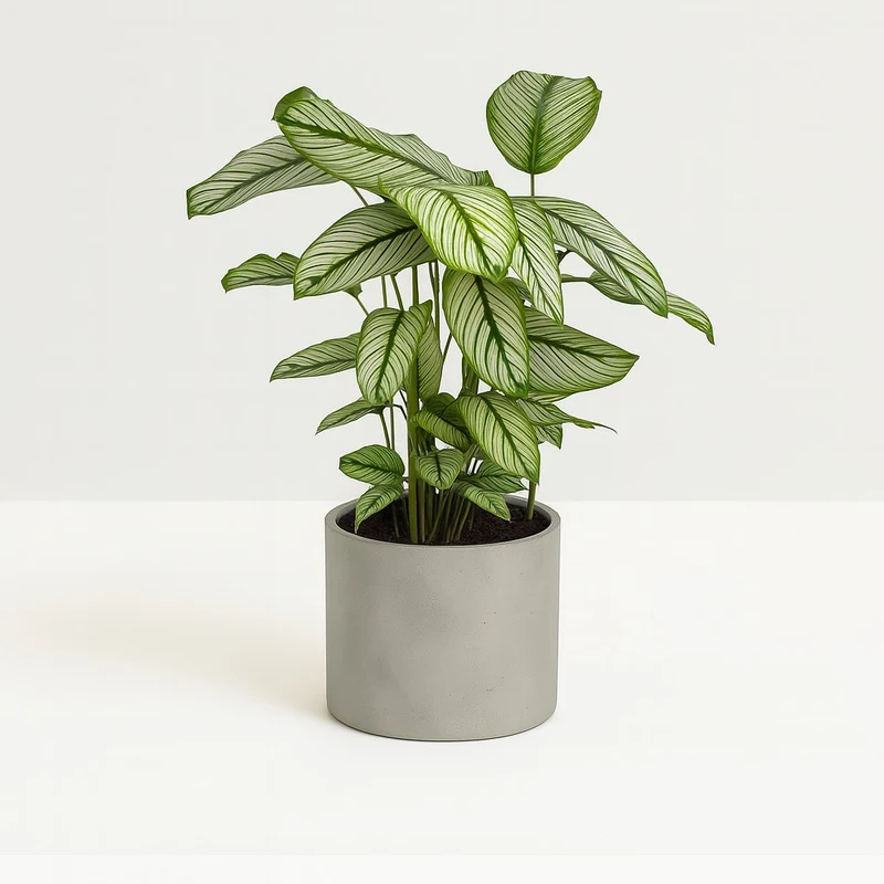 Calathea Whitestar