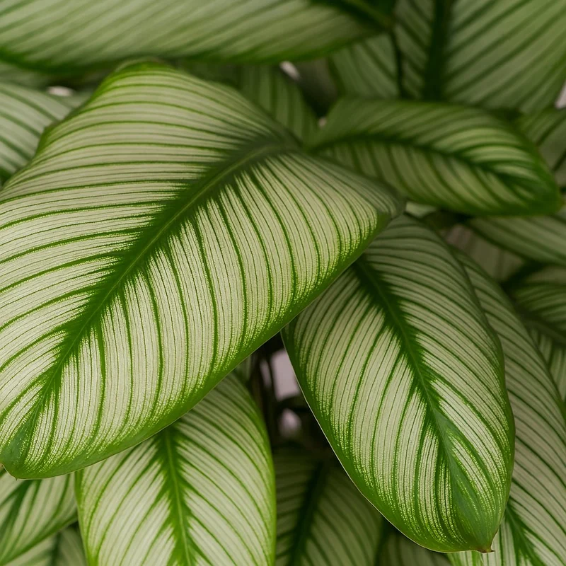 Calathea Whitestar