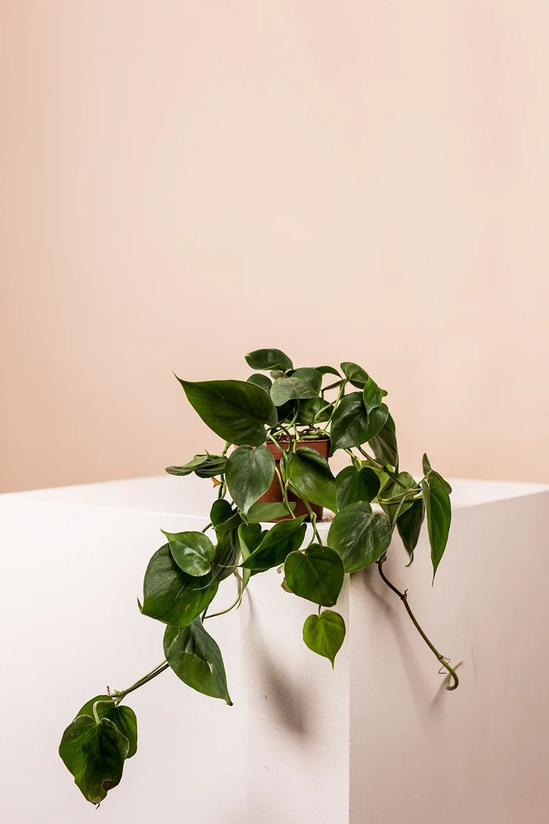 Lush Green (3er Set)