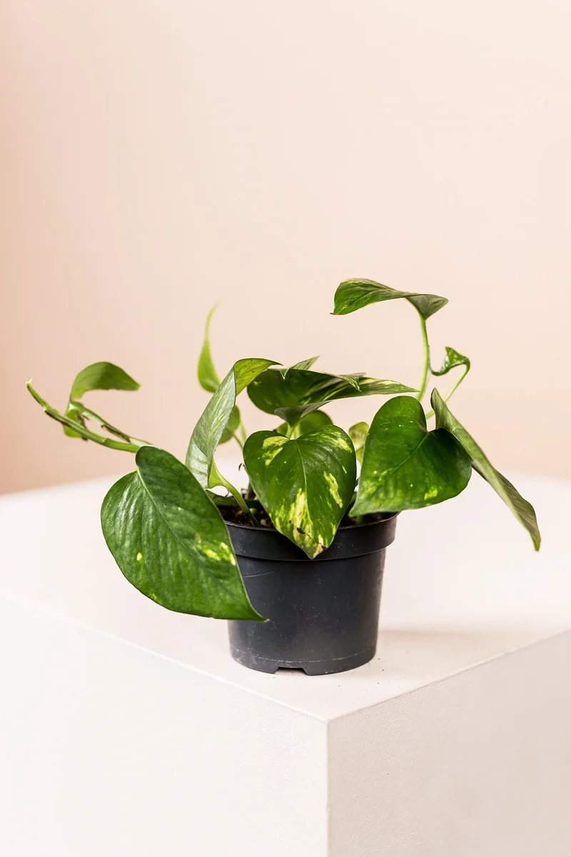 Lush Green (3er Set)