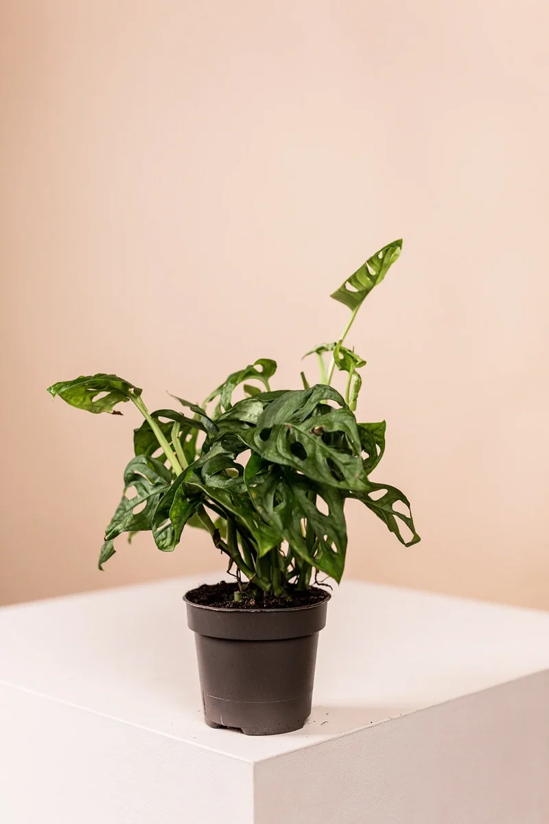 Lush Green (3er Set)