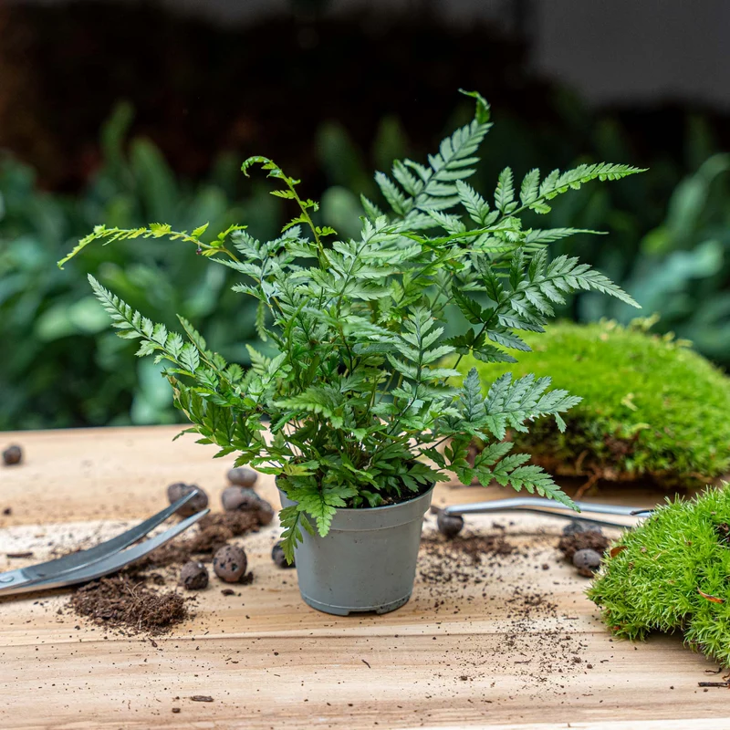 Fern - Athyrium spicatum - Terrarium plant