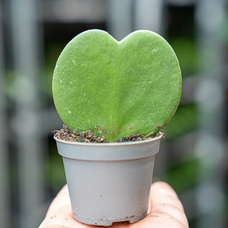 Hoya Kerrii - Heartplant - ↑ 10 cm - ⌀ 6 cm