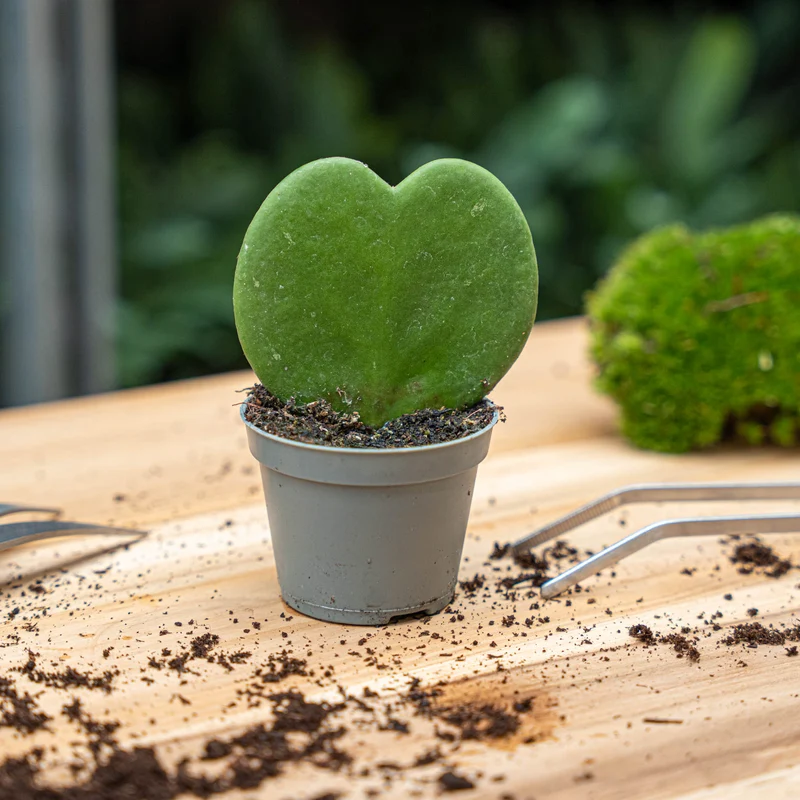 Hoya Kerrii - Heartplant - ↑ 10 cm - ⌀ 6 cm