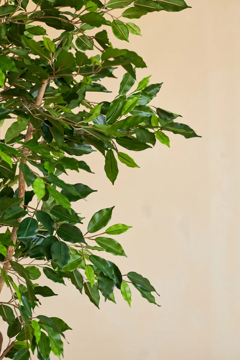 Kunstplant Ficus Groen 210 cm