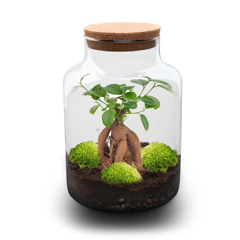 Milky Bonsai - Terrarium with light - Bottle garden DIY kit - Ø 21 cm ↑ 30 cm