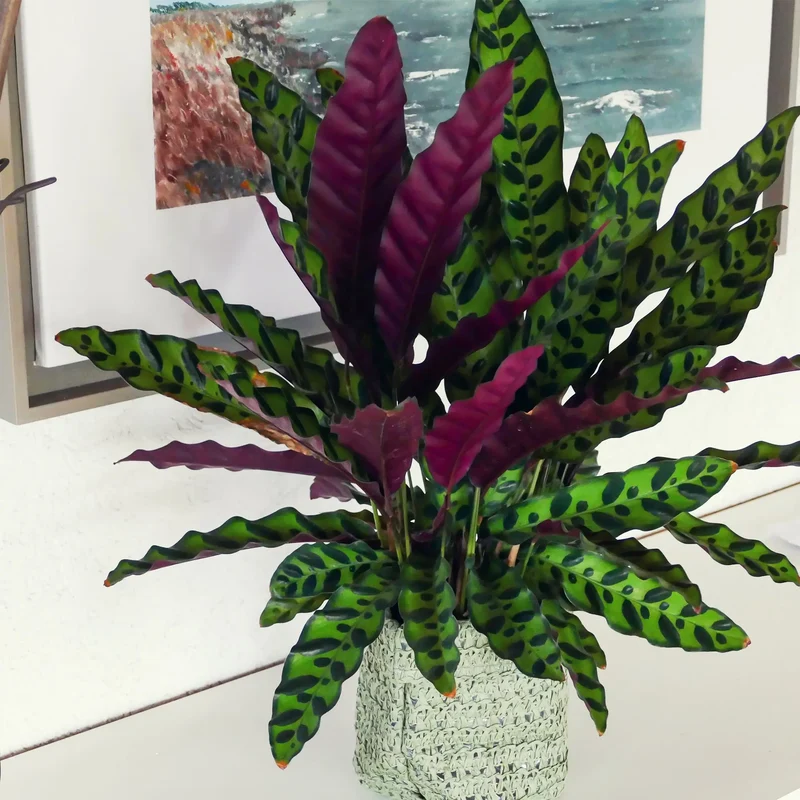 Calathea Lancifolia