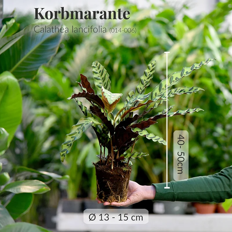 Calathea Lancifolia