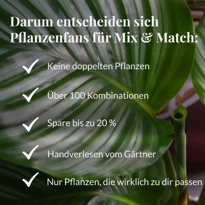 Mix & Match Einsteiger Zimmerpflanzen