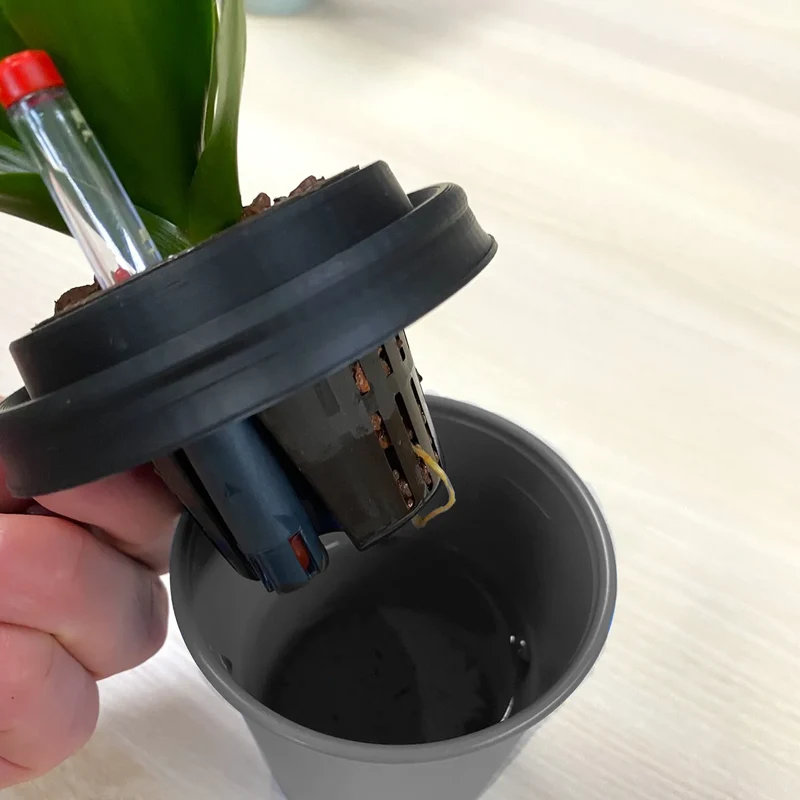 ggreeno® Palme in Sand